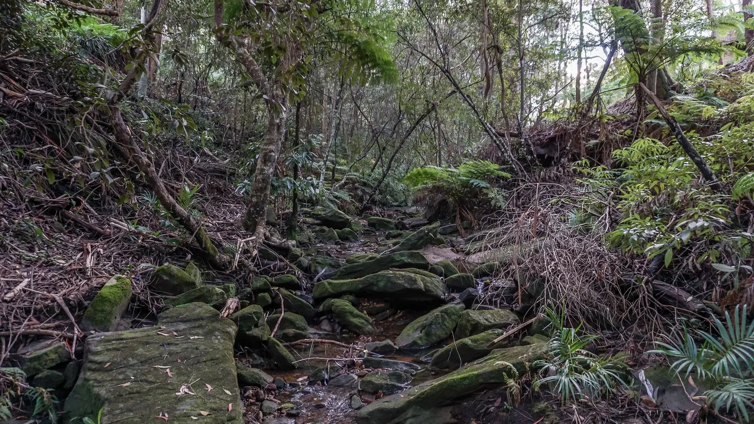 A rocky creek bed winding through dense green bushland with moss covered sandstone ledges and ferns on either side