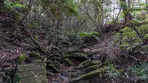 Rocky creek bed through NSW bushland