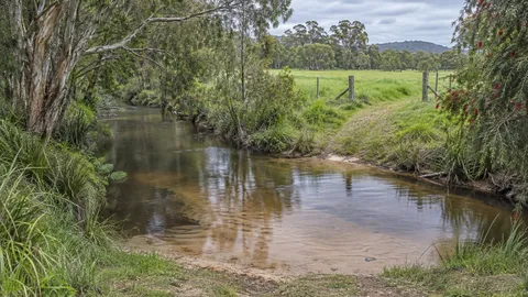 Narrow creek crossing rural land with paperbark along the banks