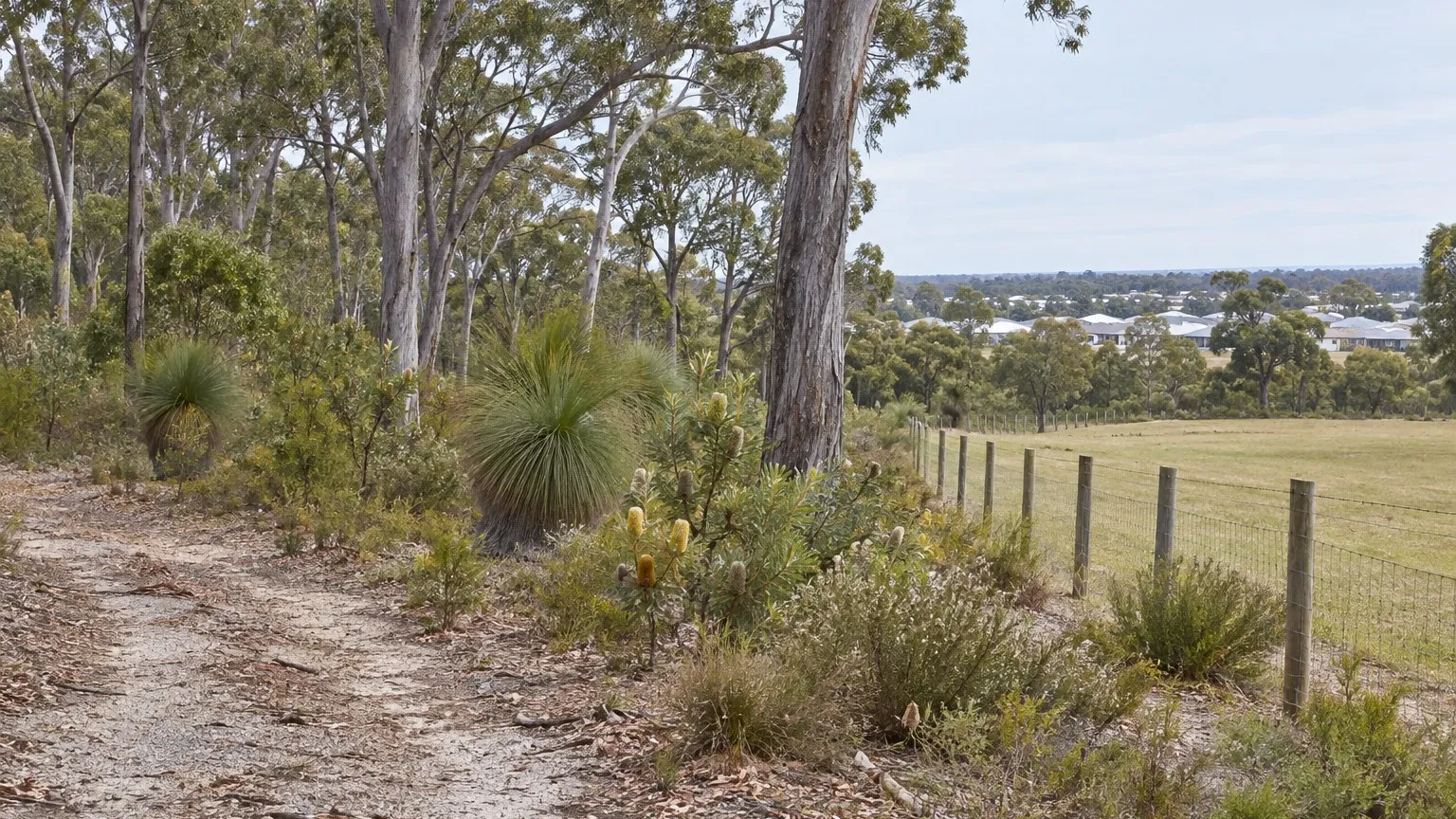 Remnant eucalypt woodland with banksia understorey on pale sandy soil beside a plain wire fence separating the bushland from a mown paddock, with low new housing roofs visible beyond the treeline under a pale sky